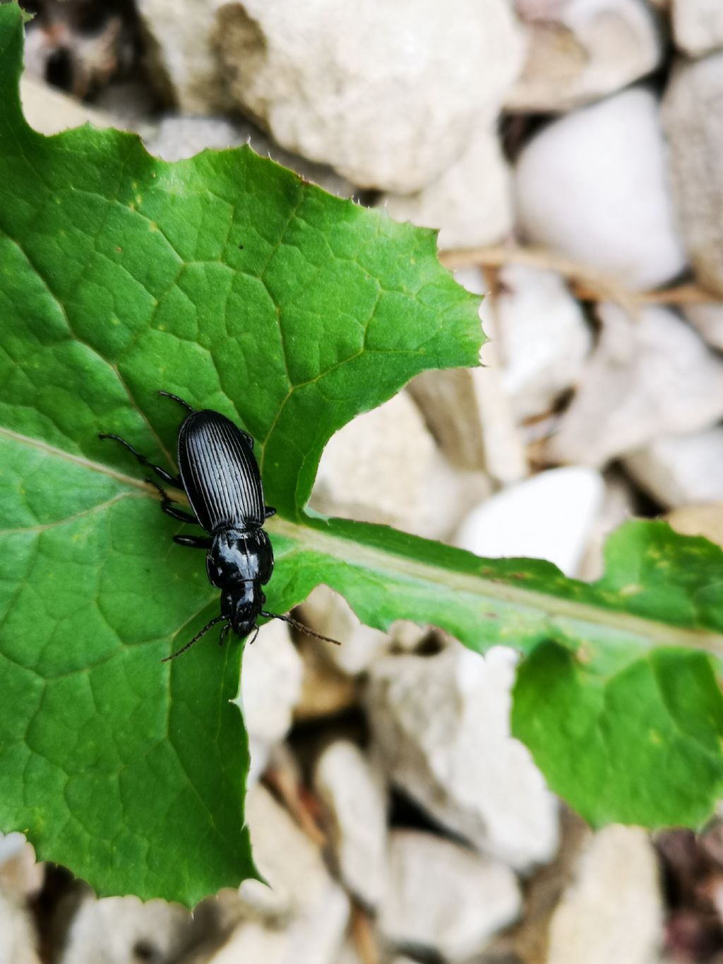 Carabidae: Pterostichus  melas italicus