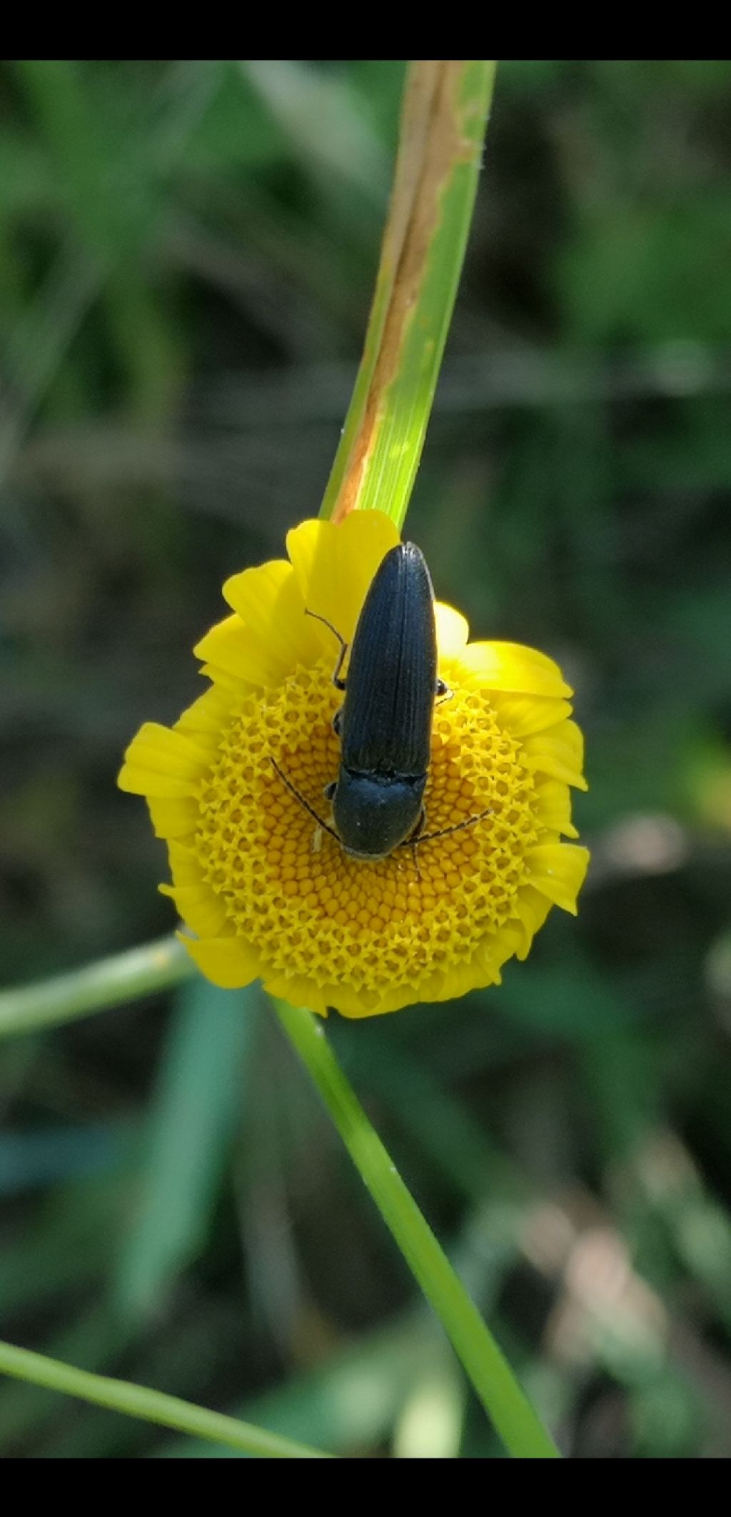 Elateridae: Melanotus sp. (cfr.)