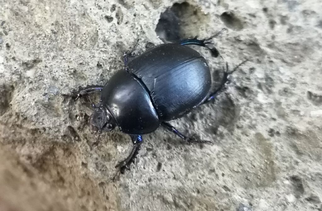 Geotrupidae: Sericotrupes niger