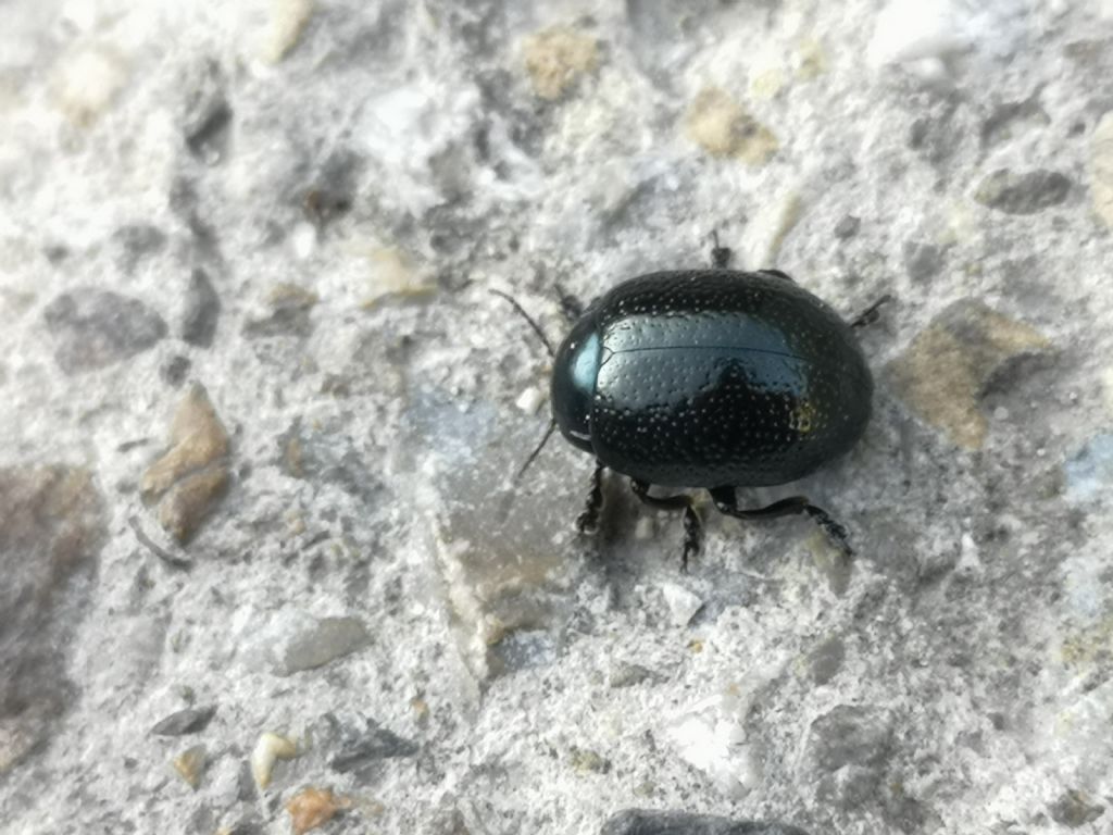 Chrysomelidae: Chrysolina vernalis italica