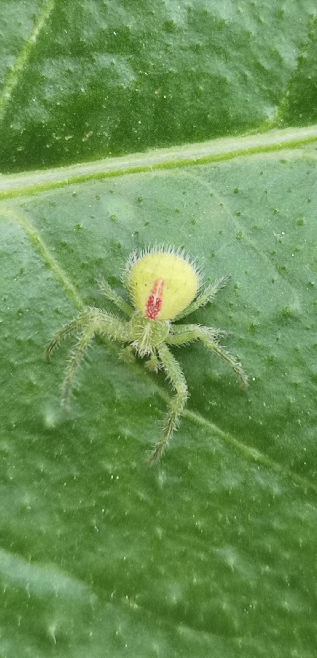 Heriaeus sp. - Bovino (FG)