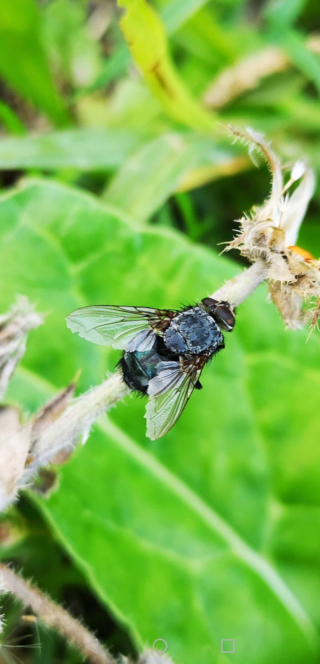 Mosca da identificare