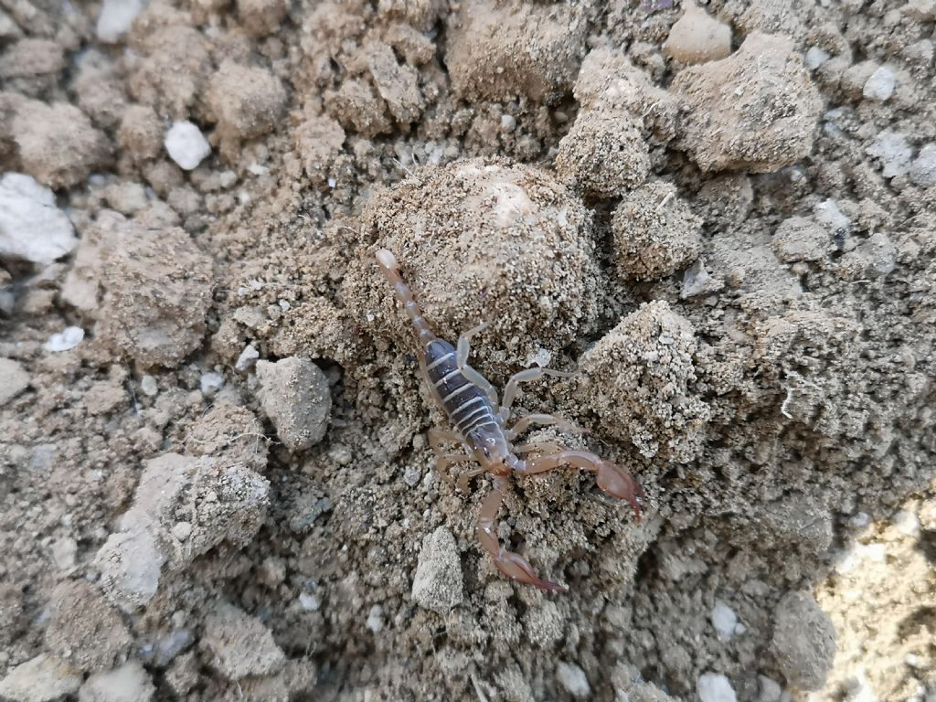 Euscorpius cf. garganicus da Bovino (FG)