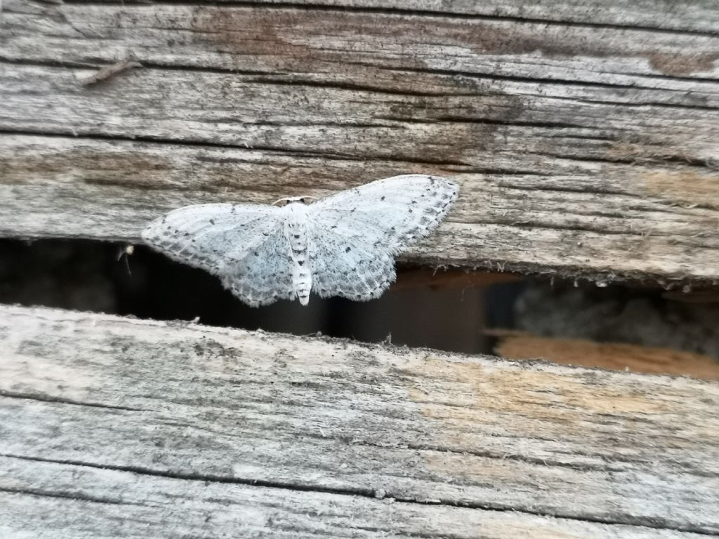 Falena Geometridae: Idaea seriata