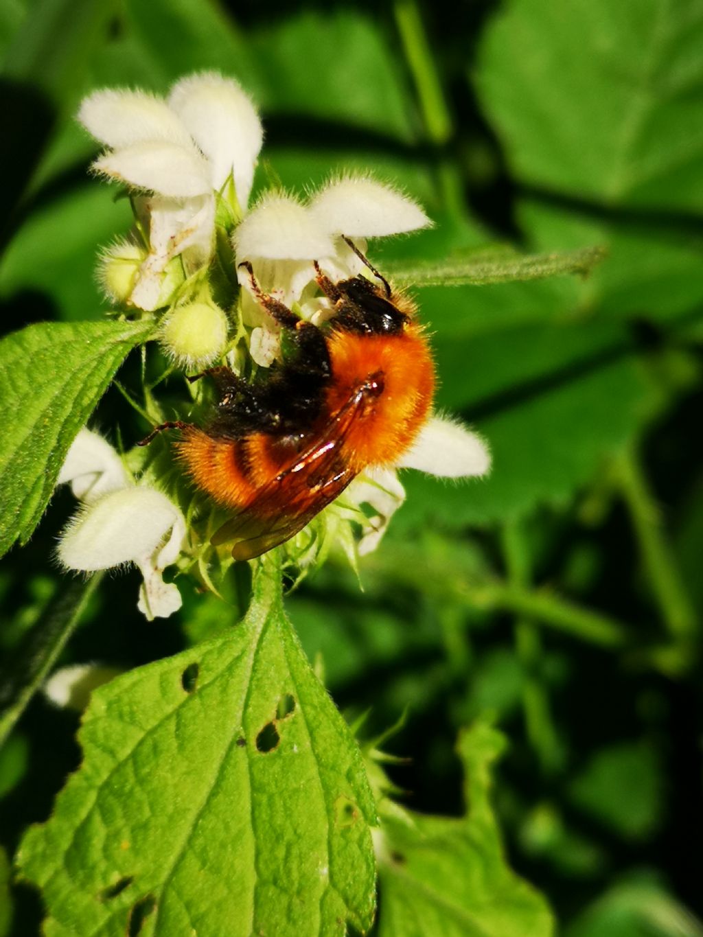 Bombus... cfr. pascuorum