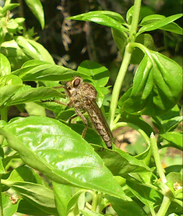 Identificazione insetto preoccupante! (forse Machimus sp.)