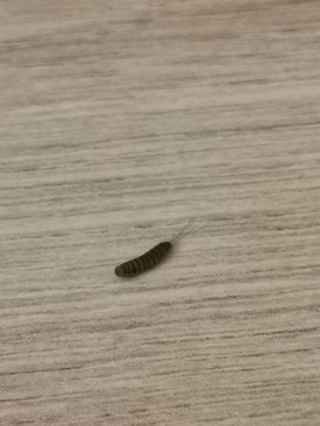 Vermi in casa: larva di Attagenus sp., Dermestidae.