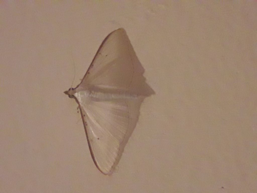 Farfalla bianca - Palpita vitrealis, Crambidae