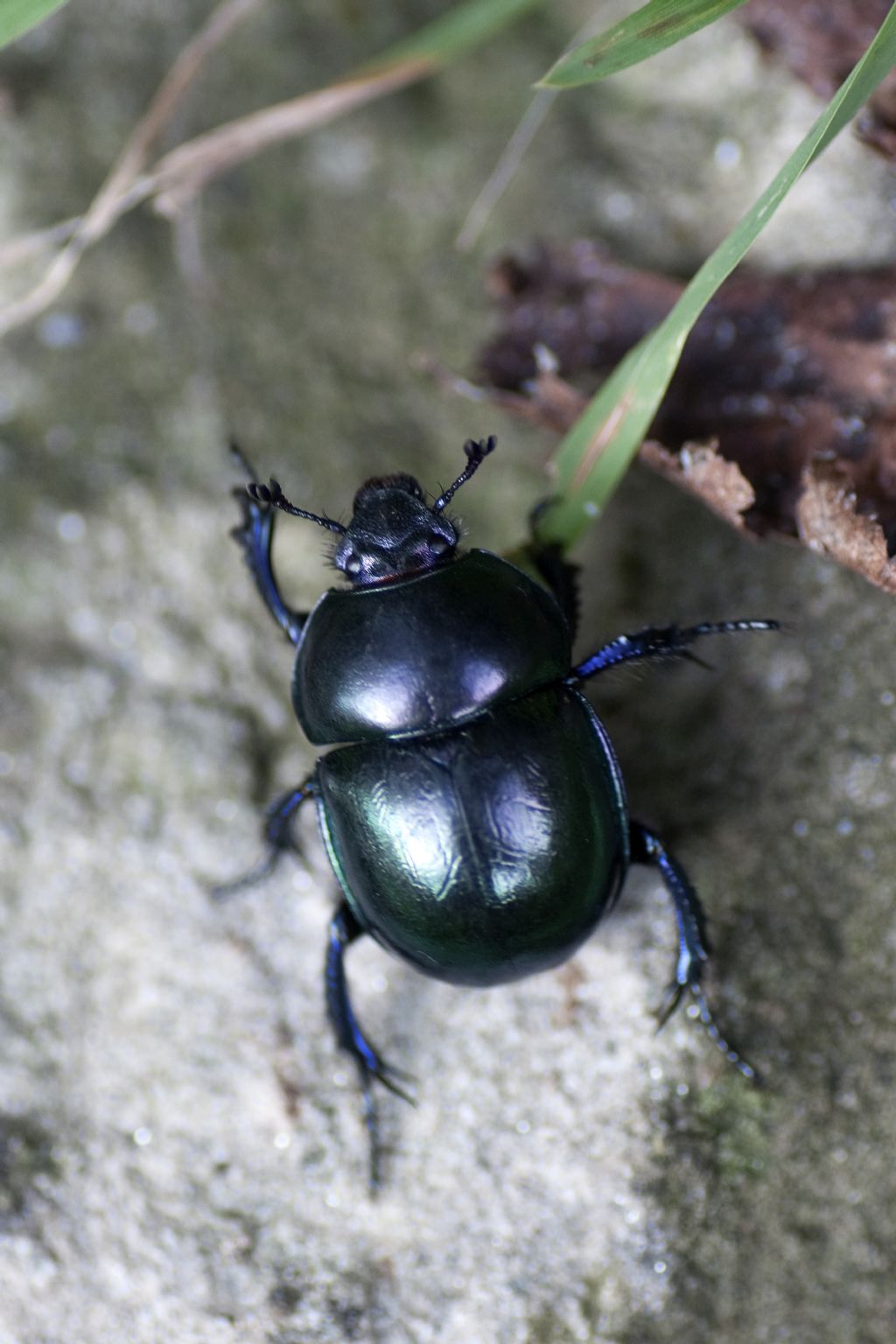 Geotrupidae: Trypocopris sp.