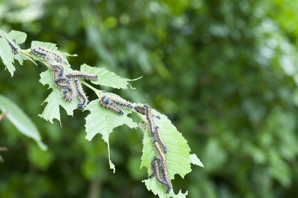 Bruchi Nymphalis polychloros