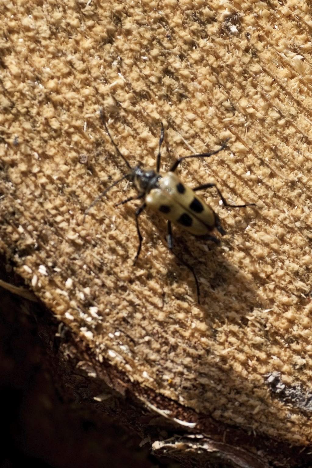 Cerambycidae dalla Val di Funes - Pachyta quadrimaculata