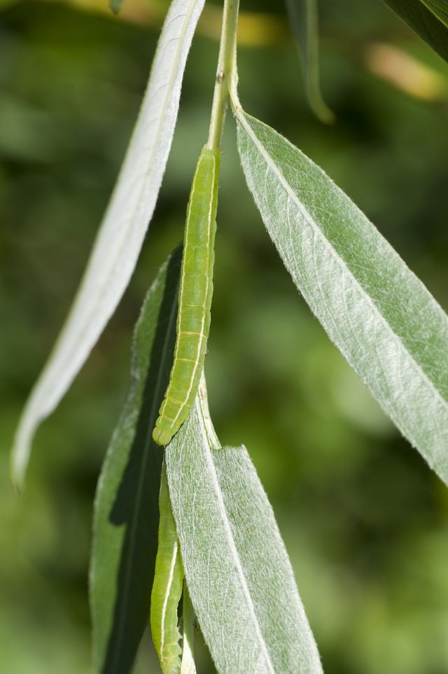 Bruchi da Id - Scoliopteryx libatrix? S