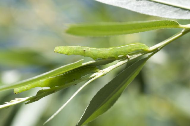 Bruchi da Id - Scoliopteryx libatrix? S