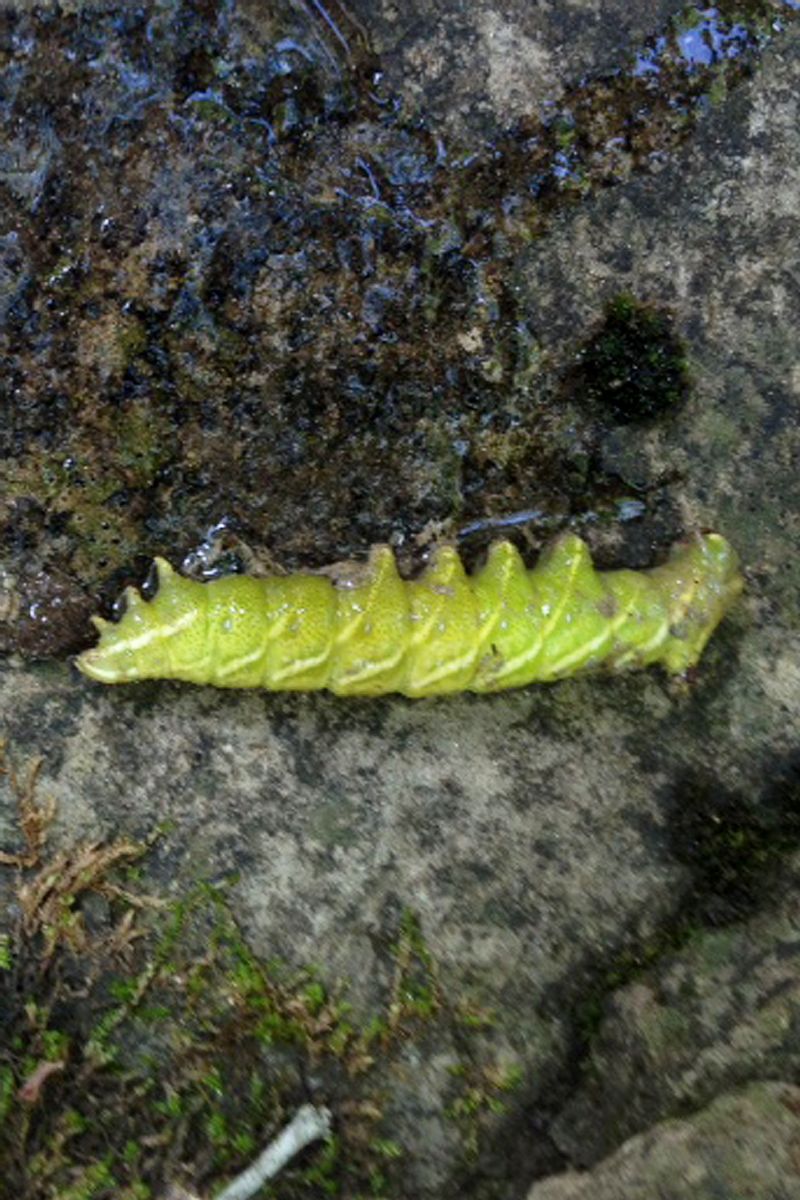 Bruco dal P.N. Foreste Casentinesi - Endromis versicolora