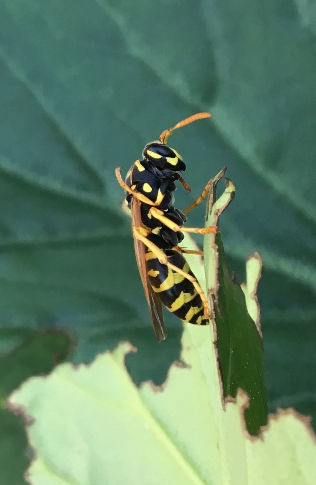 Polistes?  S, regina di Polistes dominula (cfr.)