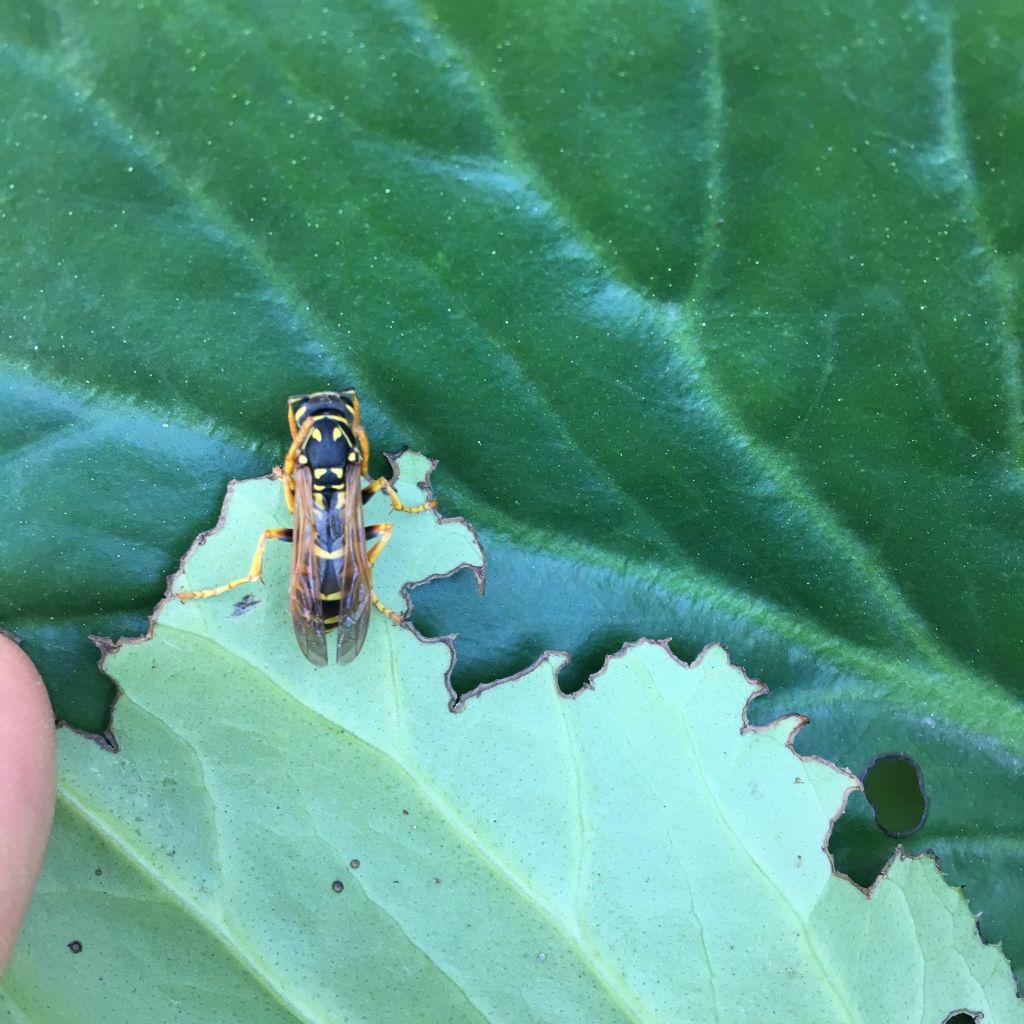 Polistes?  S, regina di Polistes dominula (cfr.)