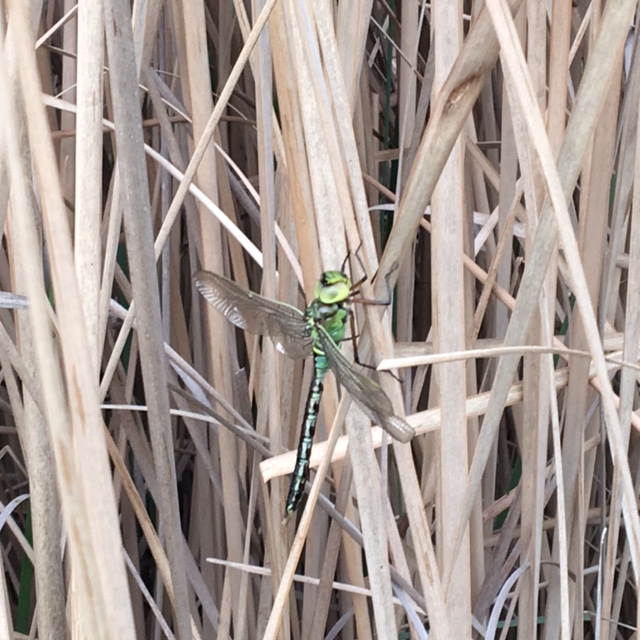 Anax imperator