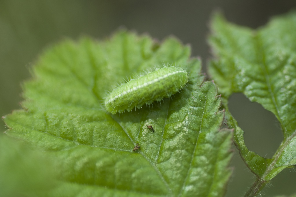 Che cos''? larva curculionide? o lepidottero?