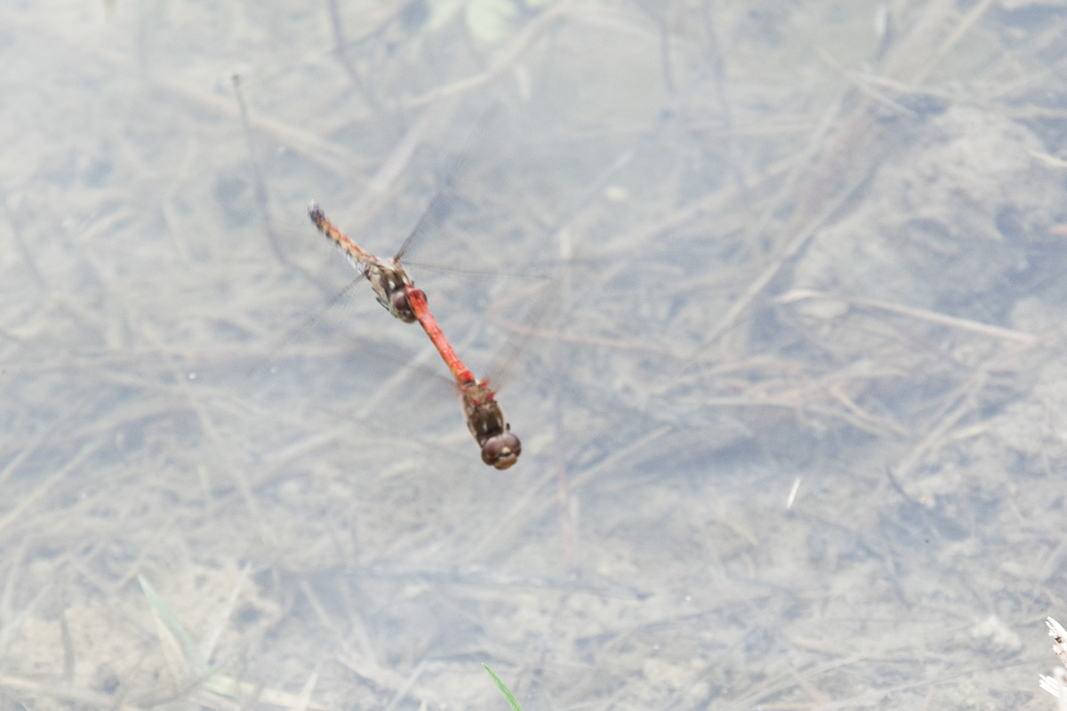 libellulidae da id