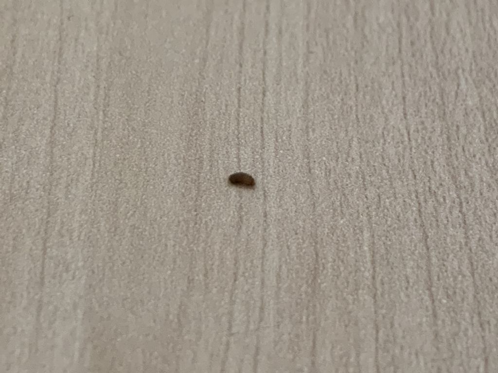 Piccoli insetti marroni in casa