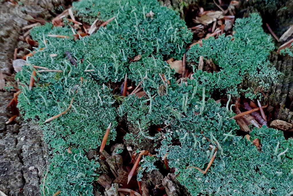 Una Cladonia