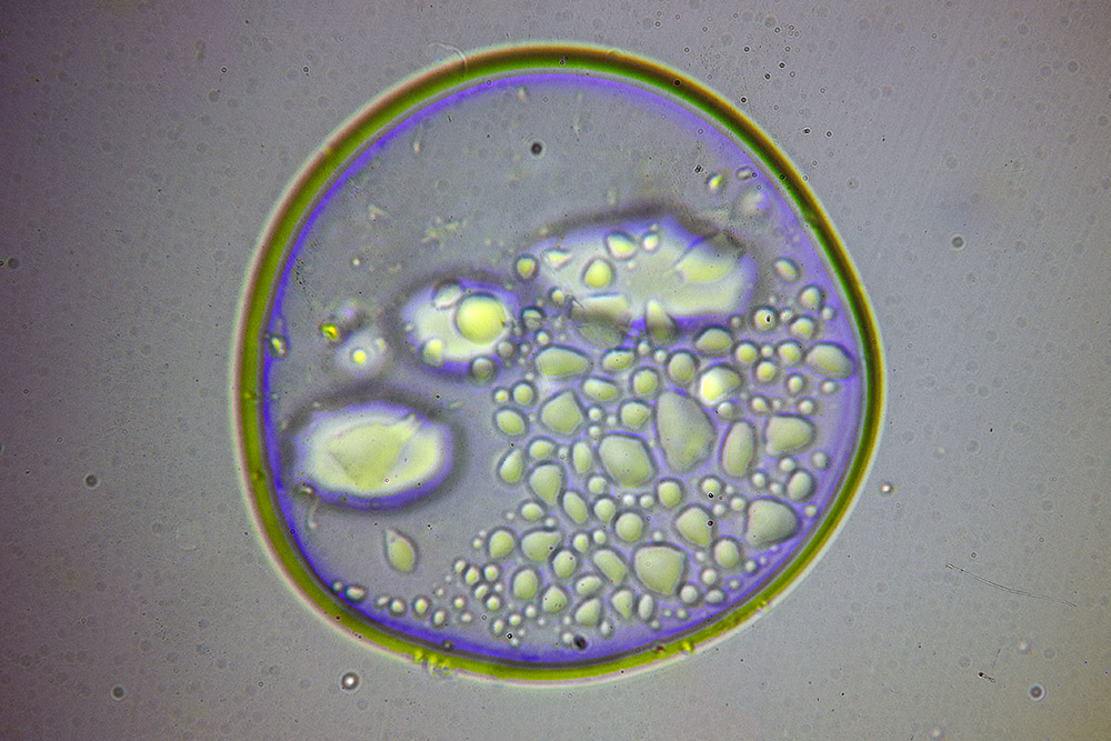 Neomicroscopista (senza strumenti)
