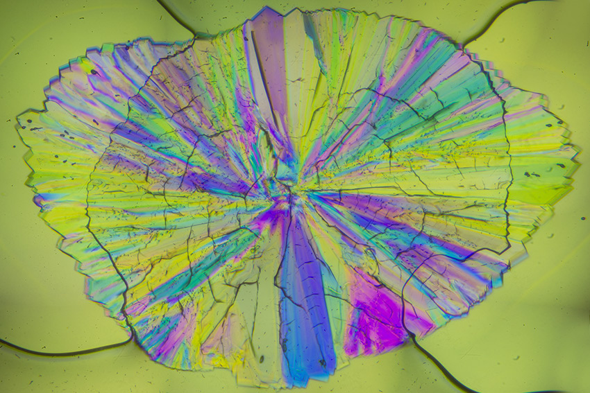 Neomicroscopista (senza strumenti)