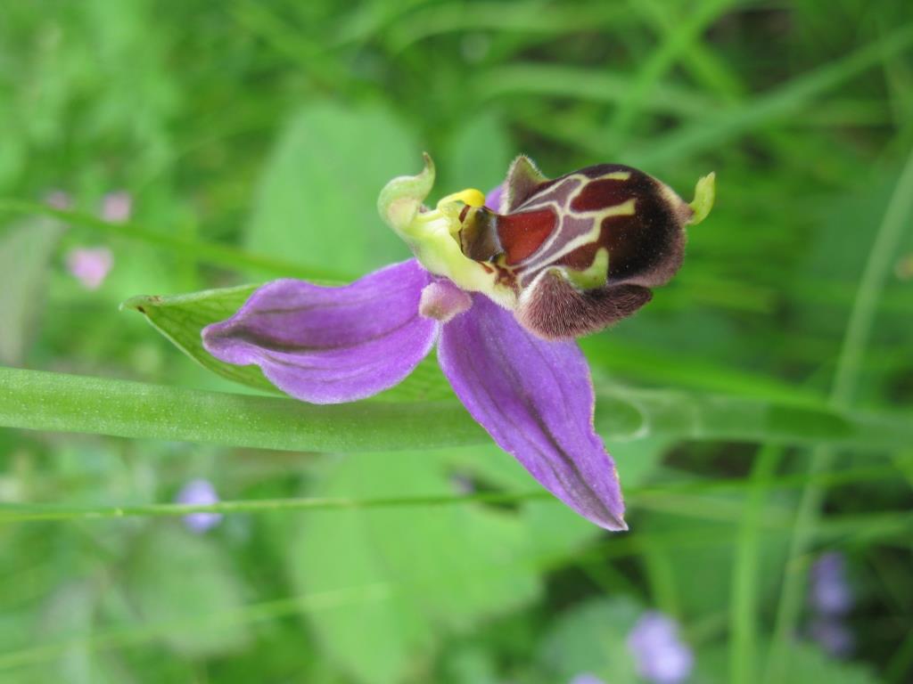 Ophrys apifera x Ophrys gracilis