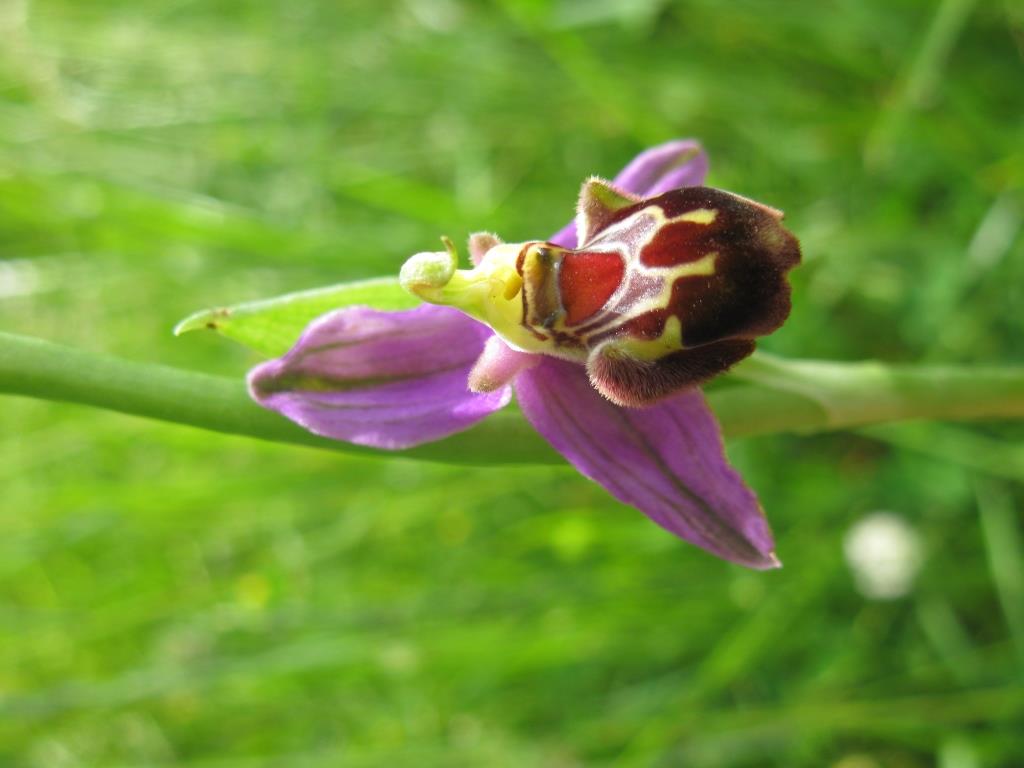 Ophrys apifera x Ophrys gracilis