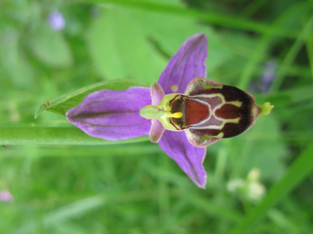 Ophrys apifera x Ophrys gracilis