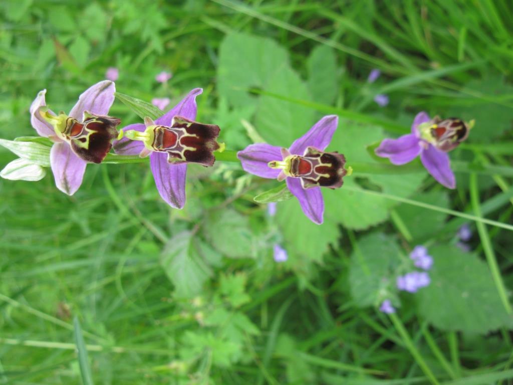 Ophrys apifera x Ophrys gracilis