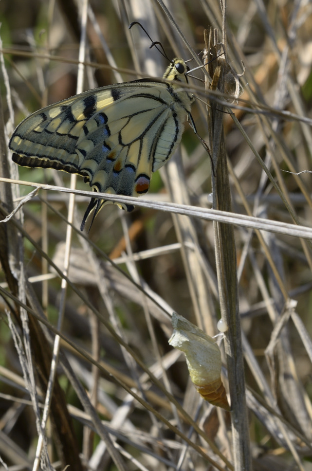 Papilio machaon