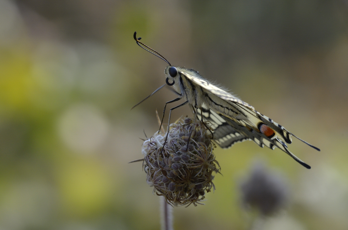 Papilio machaon