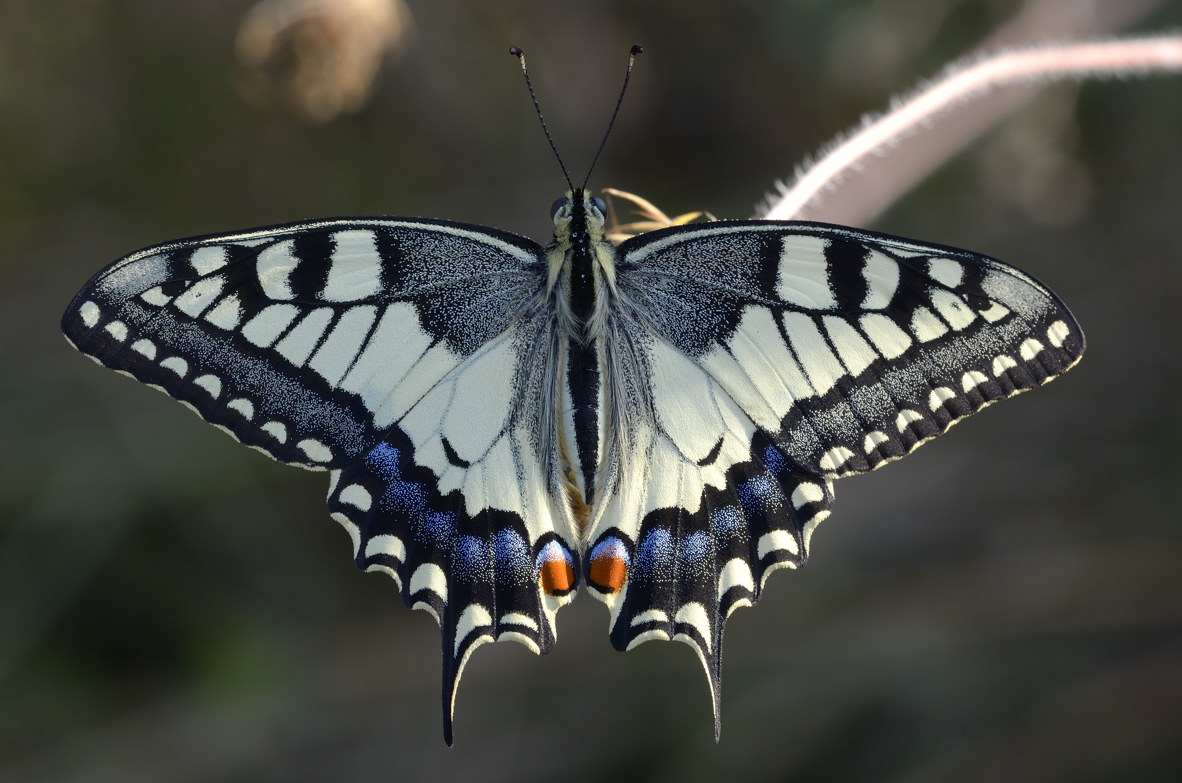 Papilio machaon