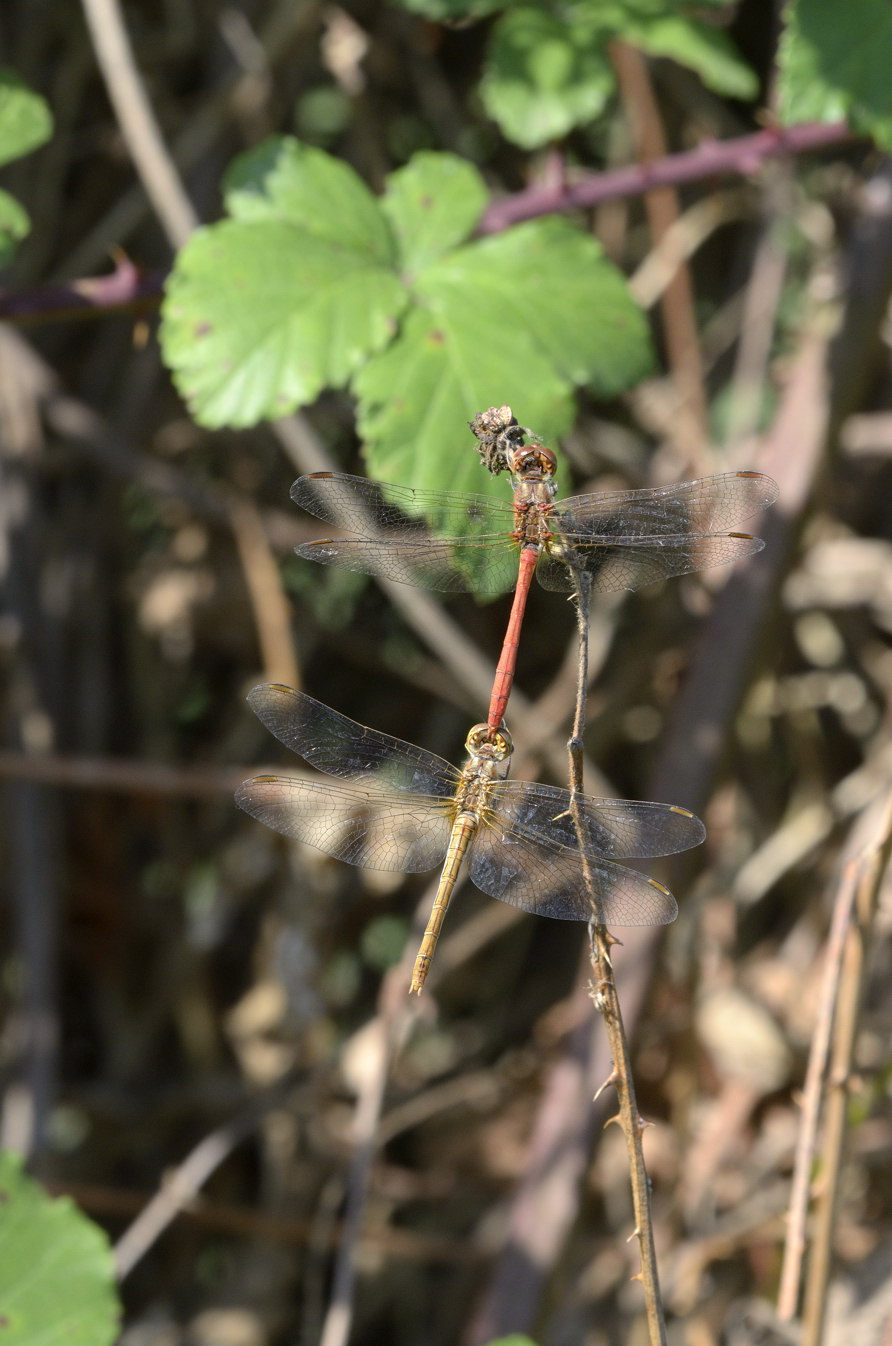 Sympetrum meridionale ?