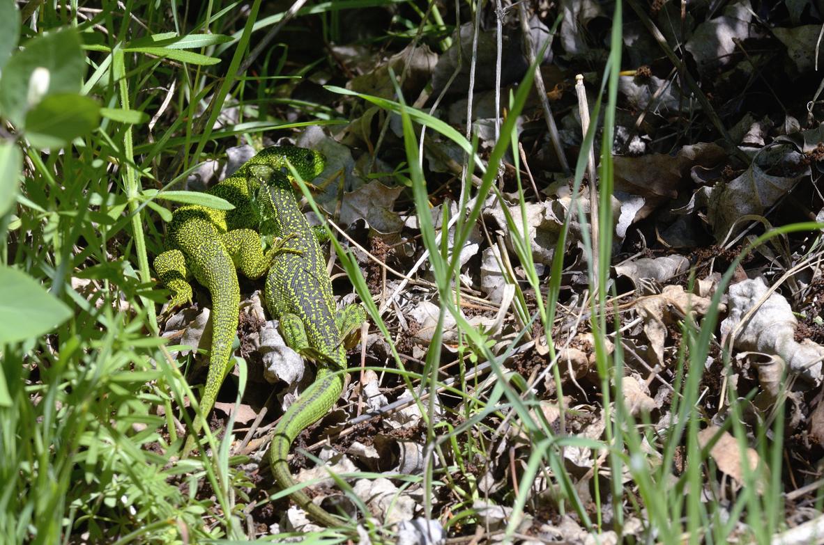 Ramarri  maschio e femmina, con attacco da Biacco