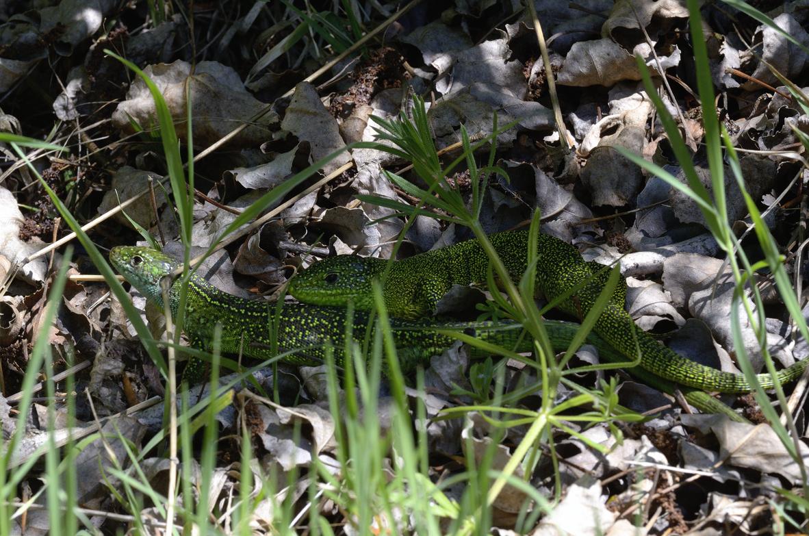 Ramarri  maschio e femmina, con attacco da Biacco