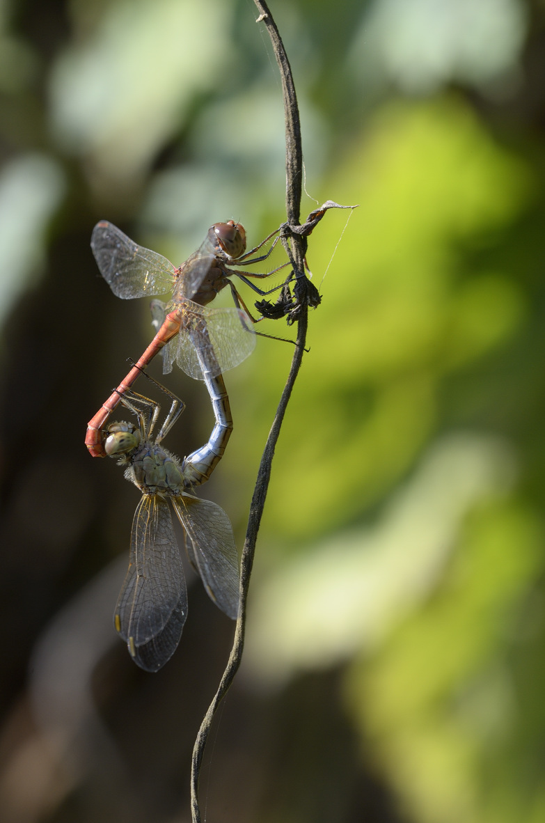 Sympetrum meridionale ?