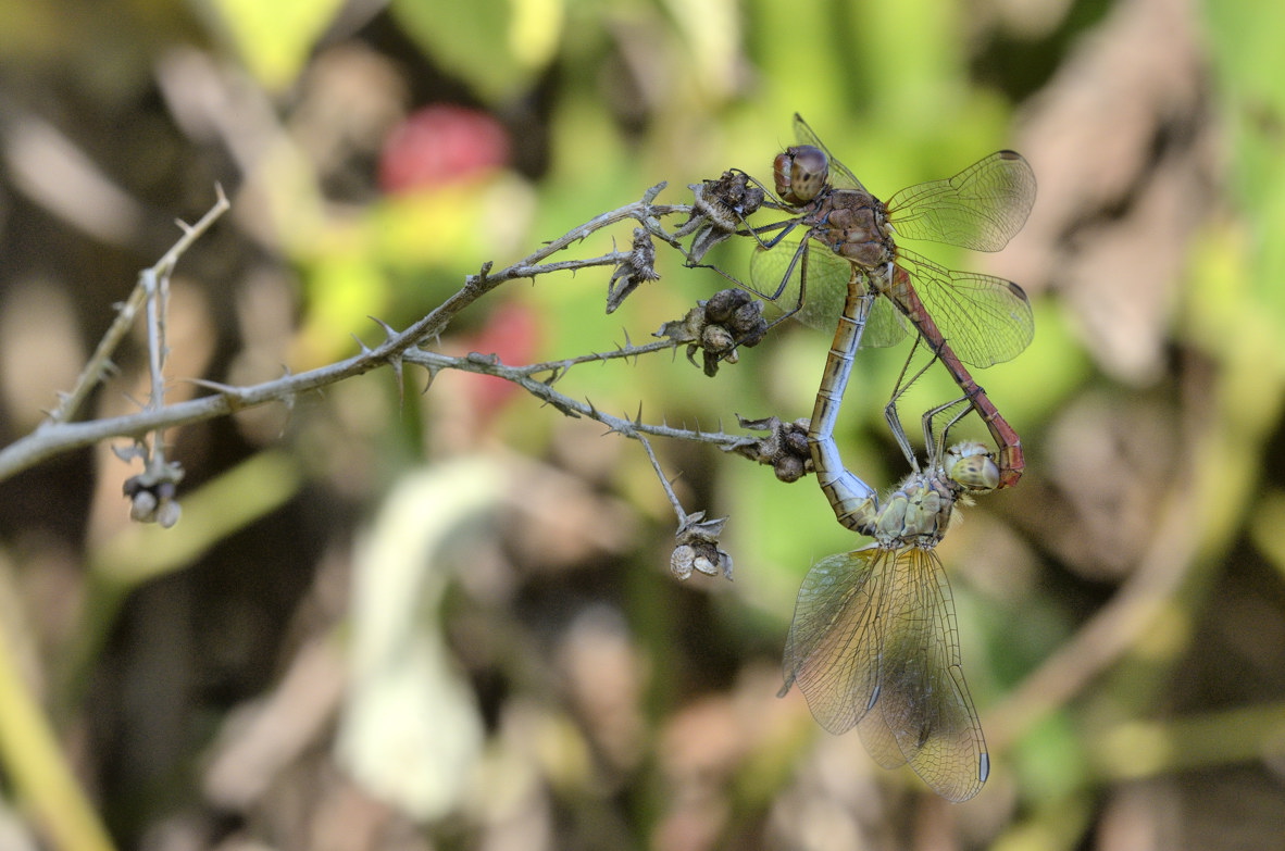 Sympetrum meridionale ?