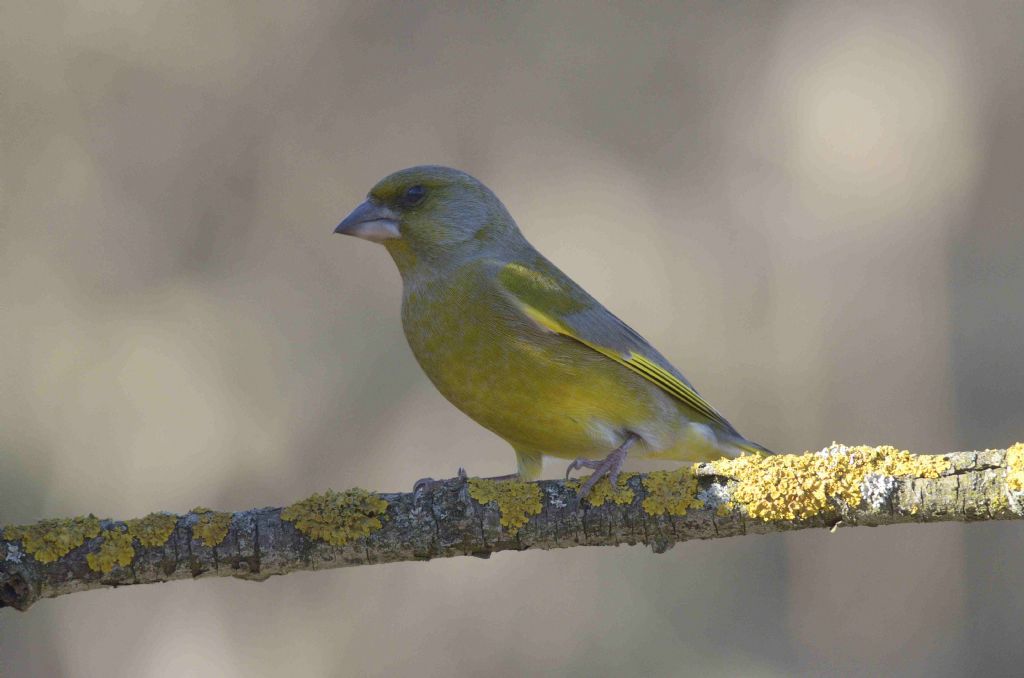 Passera mattugia e tanto freddo...