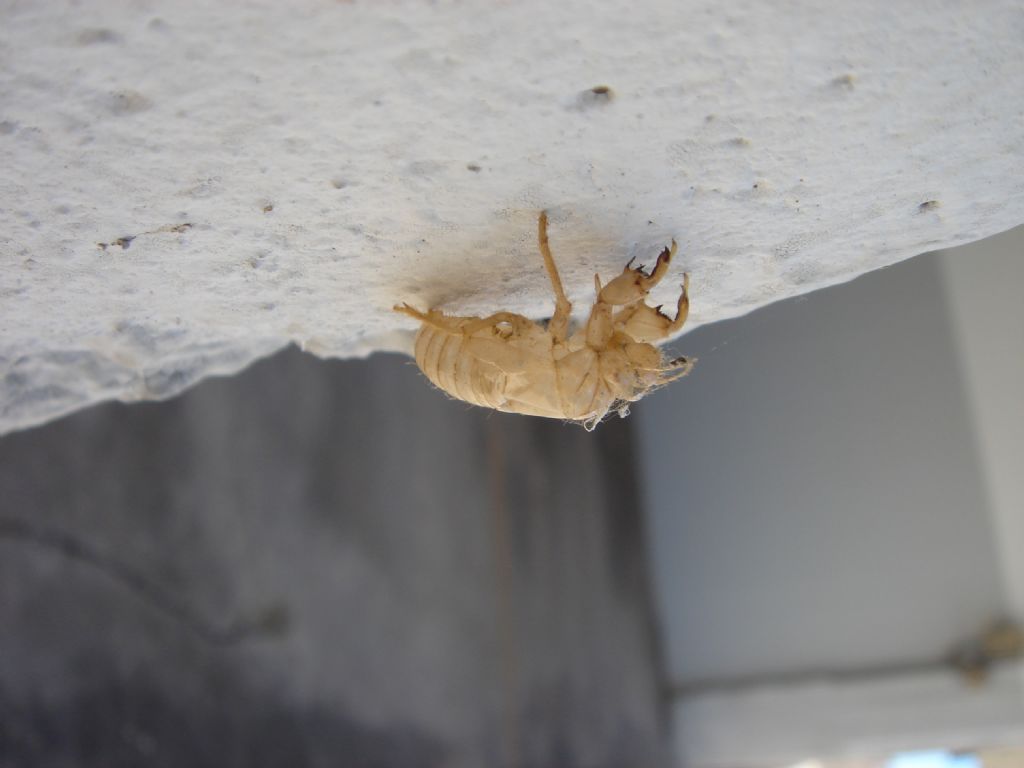 Exuvia di cicala