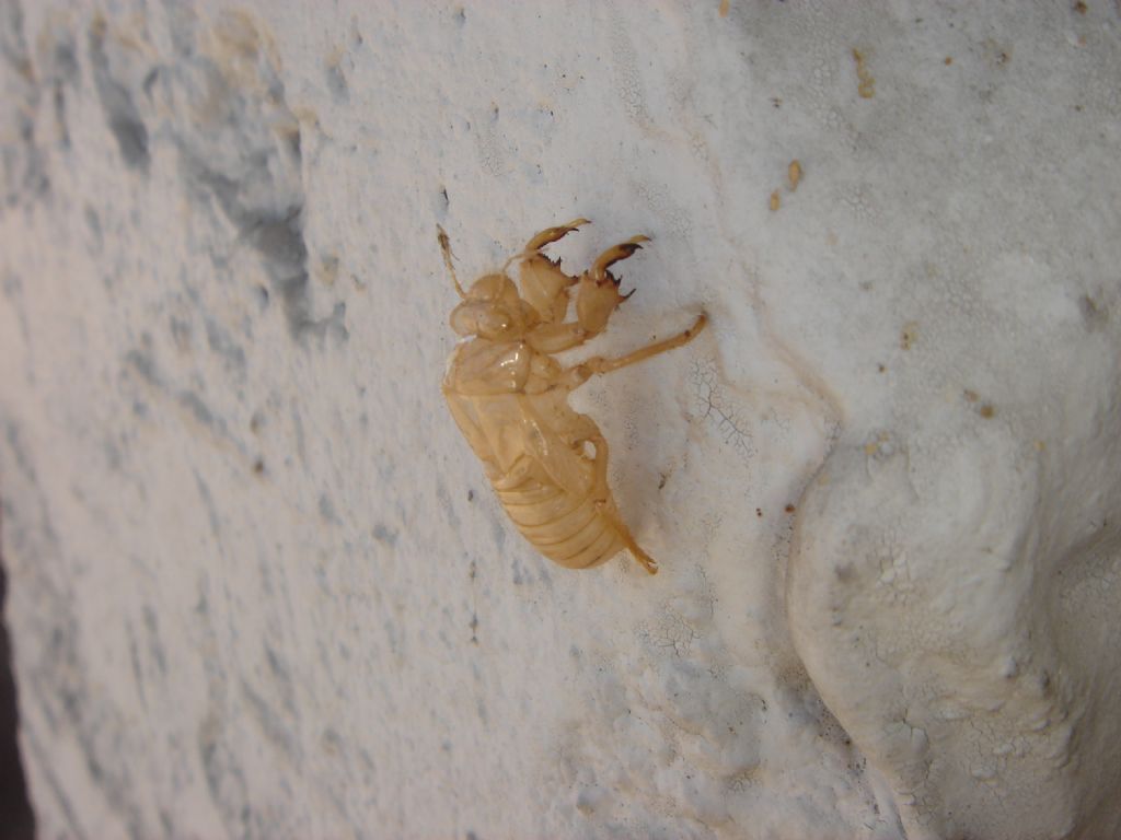 Exuvia di cicala