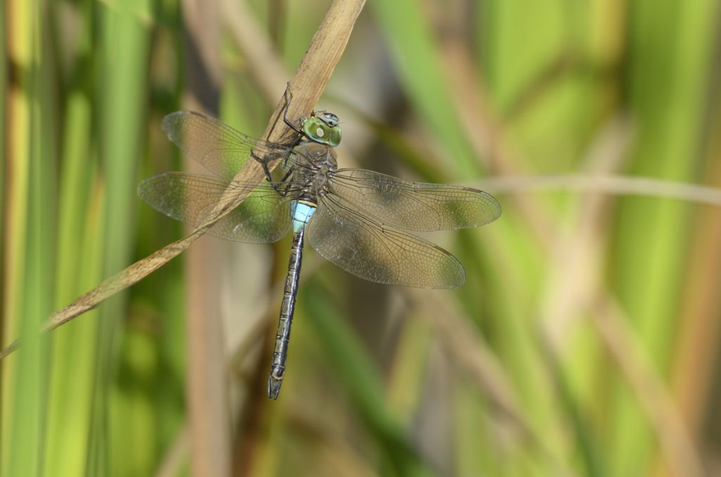 Anax parthenope maschio