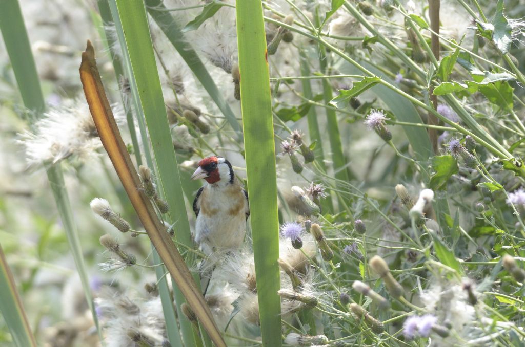 Cardellino su cardi selvatici