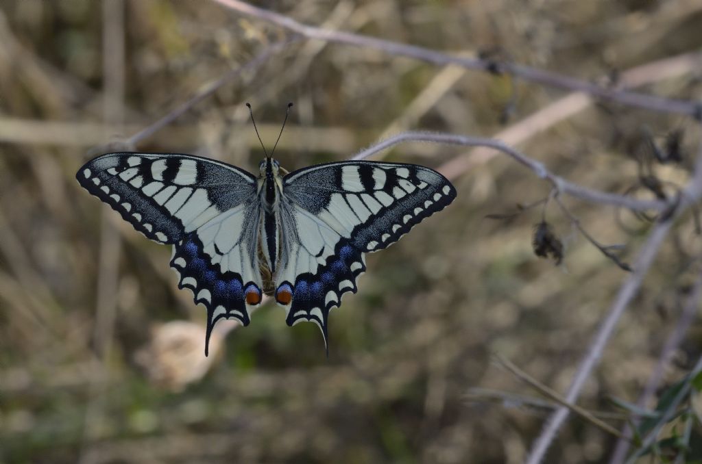 Papilio machaon