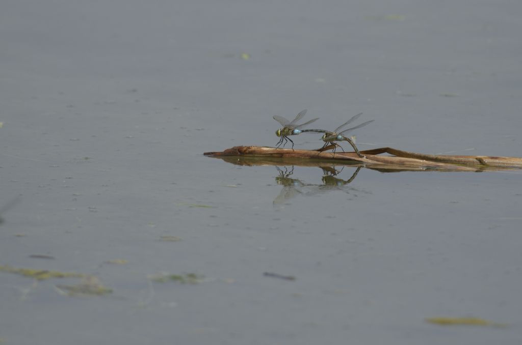 Anax parthenope in tandem ed in areale