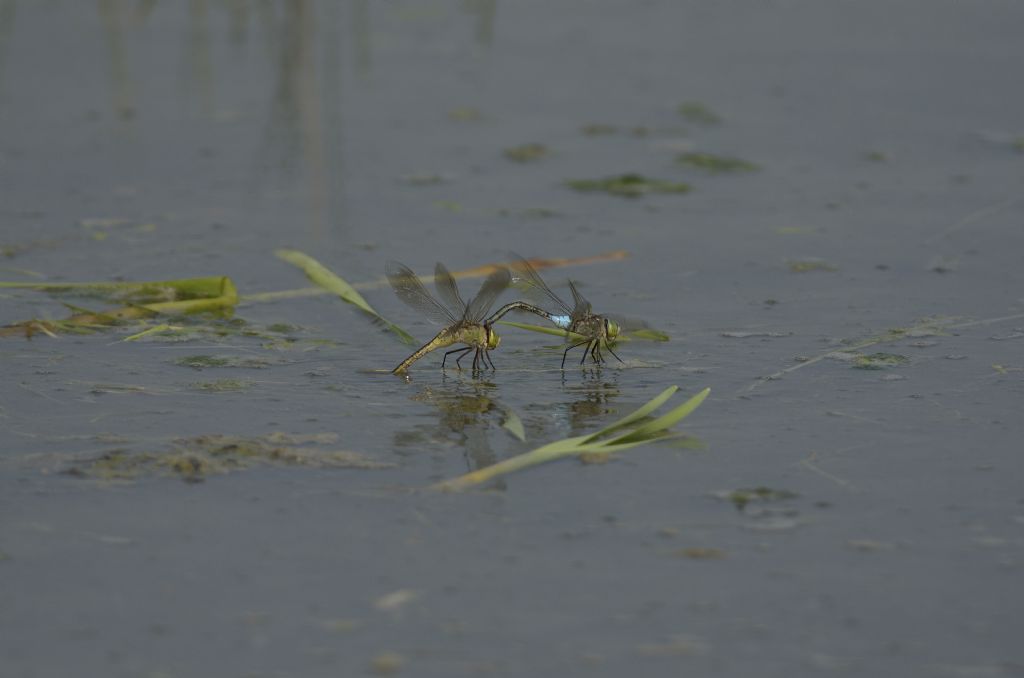 Anax parthenope in tandem ed in areale
