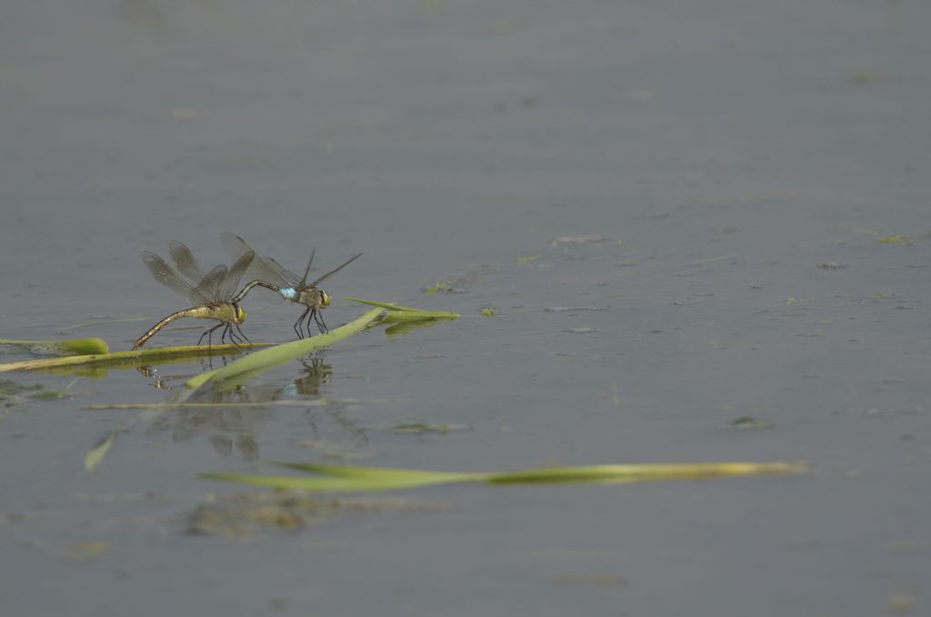 Anax parthenope in tandem ed in areale