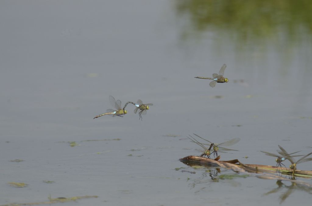 Anax parthenope in tandem ed in areale