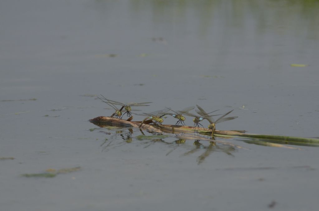 Anax parthenope in tandem ed in areale